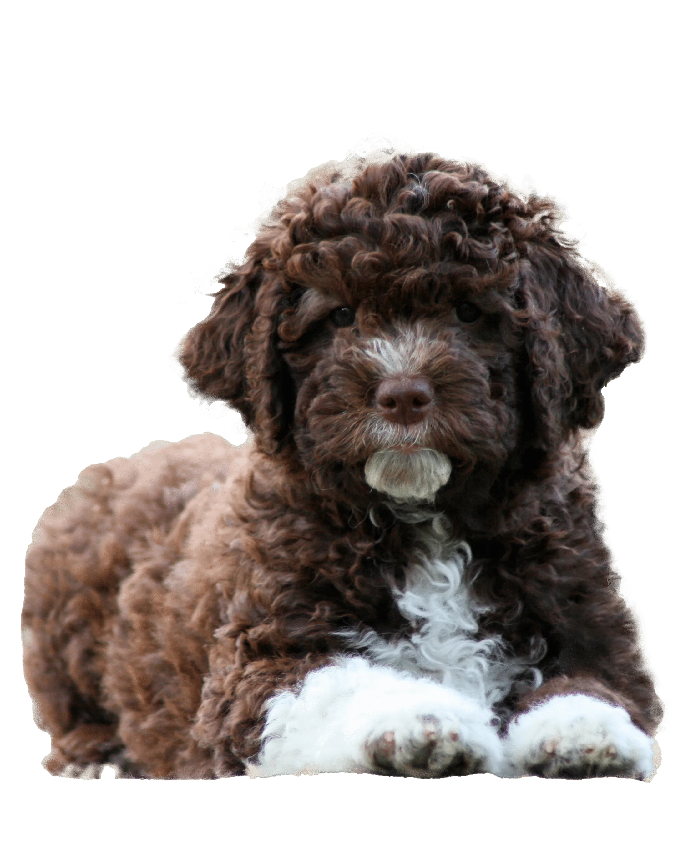 Lagotto koirien kasvatus