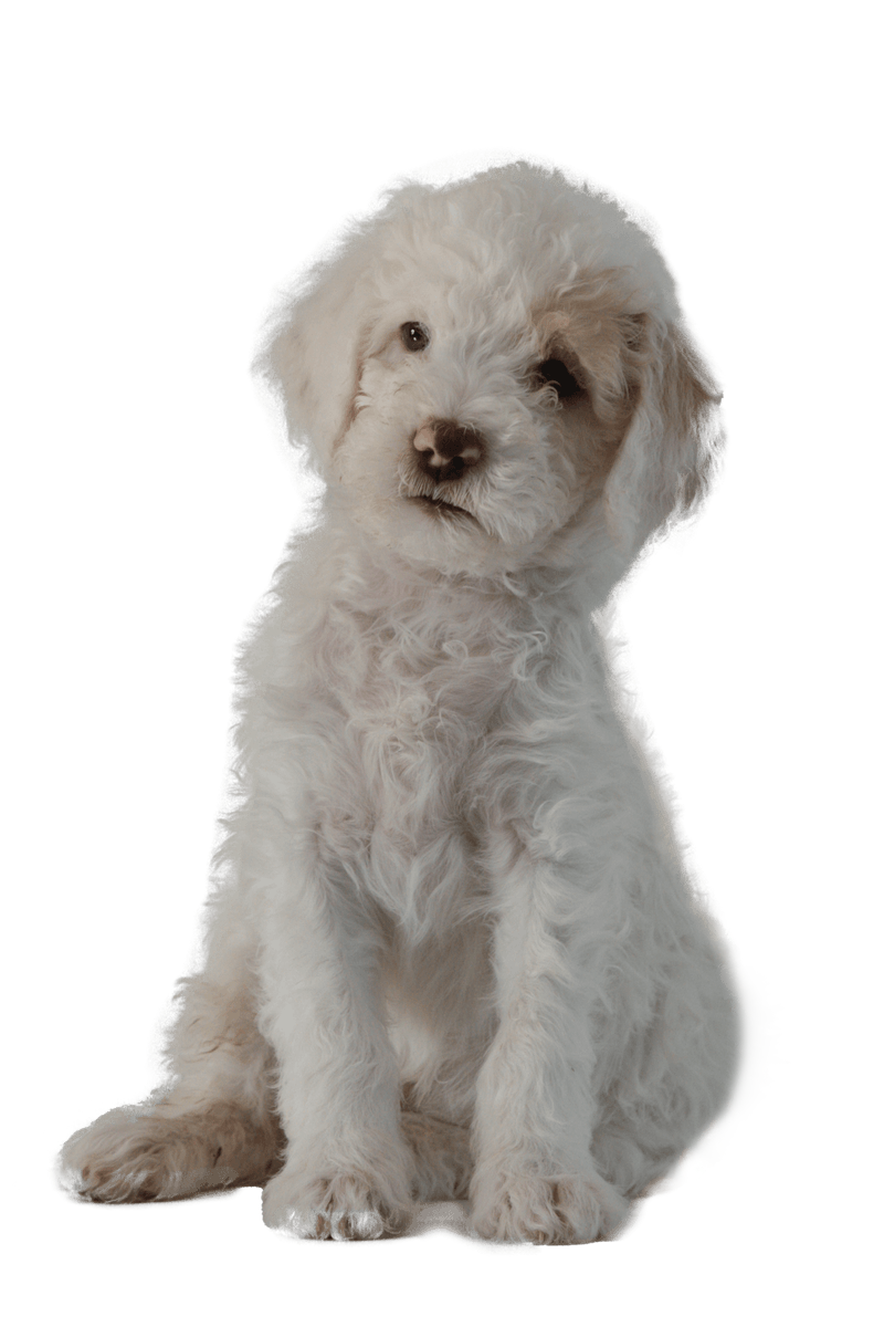 Lagotto pentu